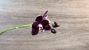 Фаленопсис Tzeng-Wen Celle (gigantea x golden peocker)