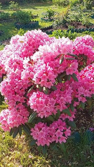 Рододендрон гибридный Haaga 04 июня 2024 г. смотреть онлайн