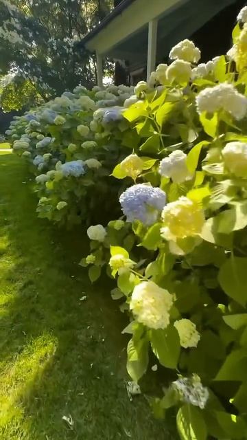 #hydrangea#macrophylla##гортензия#garden#гортензія #shorts#アジサイ #flowers# смотреть онлайн