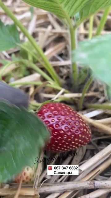 🍓Саженцы клубники почтой по Украине #клубника #купит?