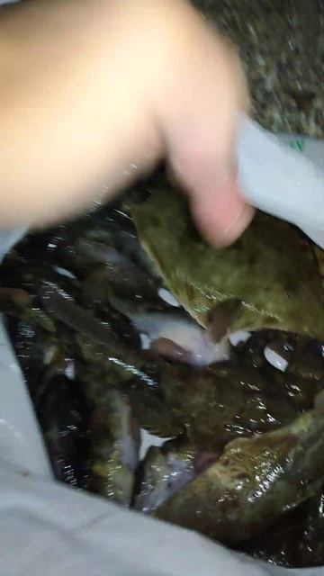 Рыбалка 20 сентября 2024 года бычки ловятся погода отлич? смотреть онлайн