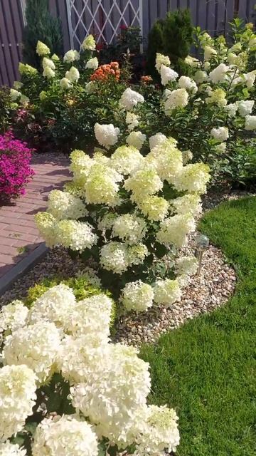 Пышные цветение гортензий#лето#садсвоимируками#приро смотреть онлайн