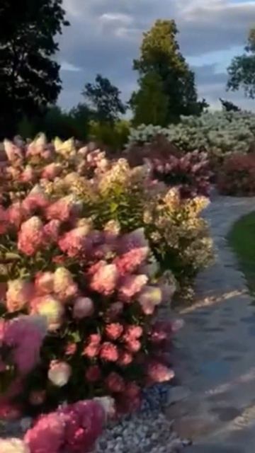 #hydrangea#hortensia#гортензия#garden#гортензія#flowers#jardin#shorts#アジサ? смотреть онлайн
