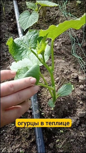Огурцы растут в теплице. #огород #дача #сад #огурцы #огу? смотреть онлайн
