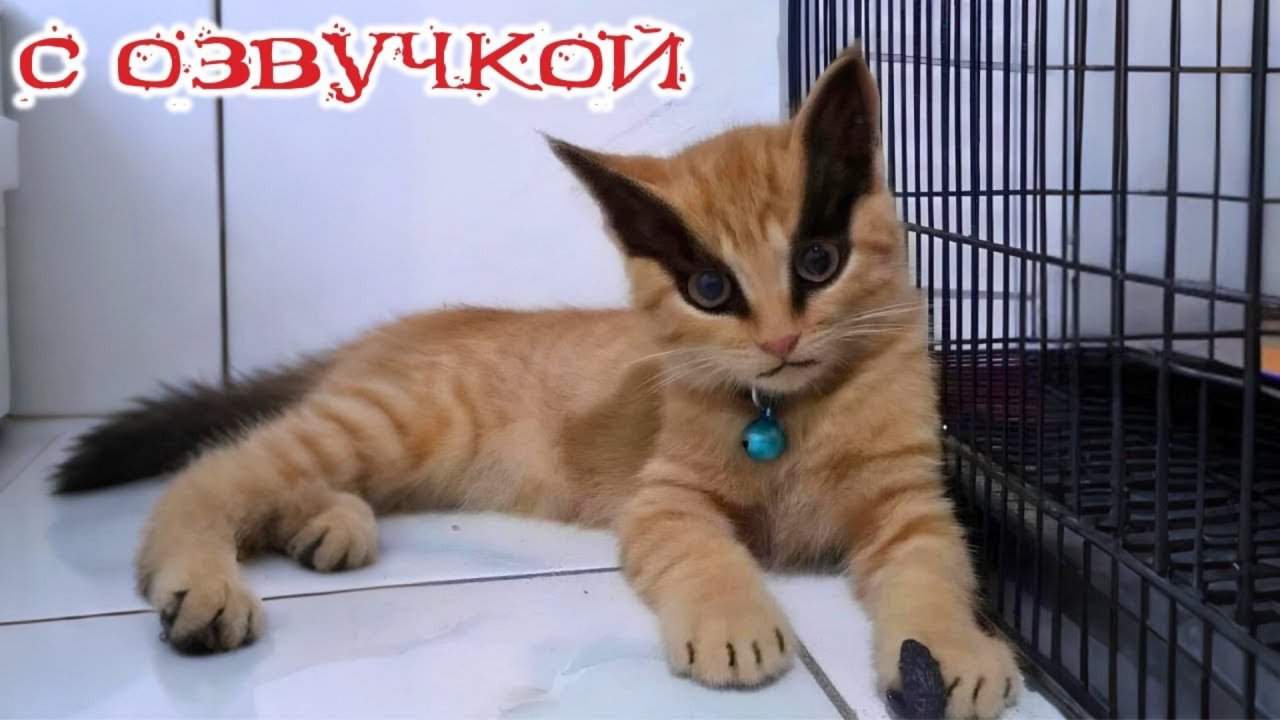 Приколы с котами! - С ОЗВУЧКОЙ! Самые смешные животные! СМЕШНЫЕ КОТЫ!