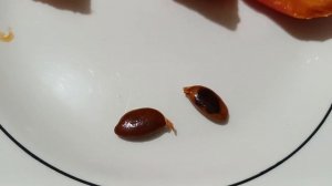 Хурма Мускат и Памяти Черняева обзор и дегустация