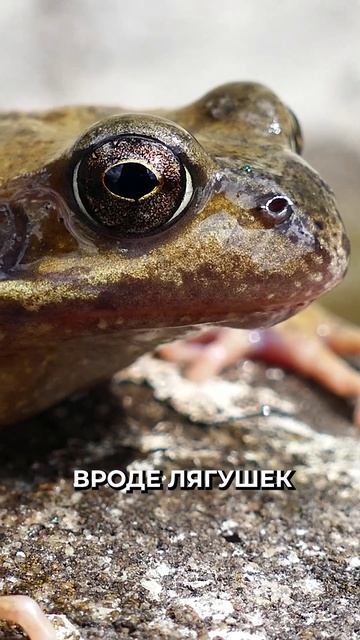 🤔 На что лучше ловить сома летом