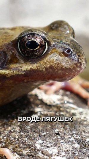 🤔 На что лучше ловить сома летом