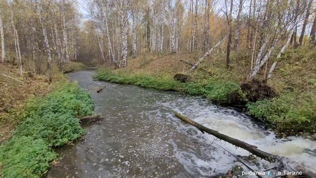 Осенний карп рыбалка на Катабке с супругой , 2-х килогр? смотреть онлайн