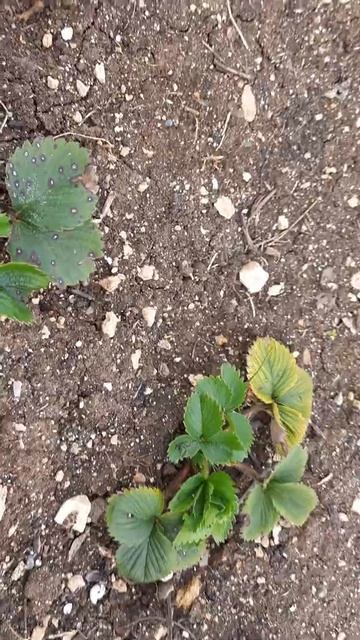 shorts Зацвела клубника, которую подкормили к начале апр? смотреть онлайн