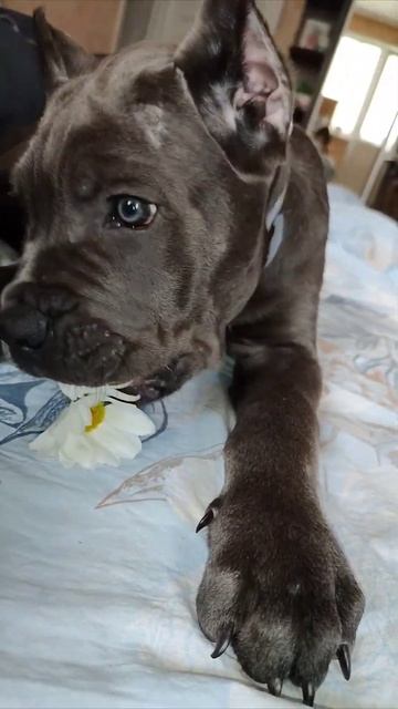 Рэй старается быть романтиком 😂#рэй #канекорсо #канек смотреть онлайн