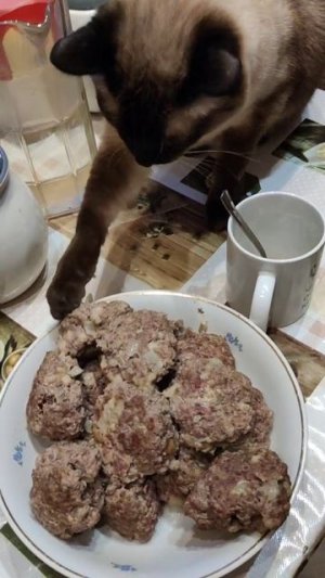 Кот хочет украсть котлеты