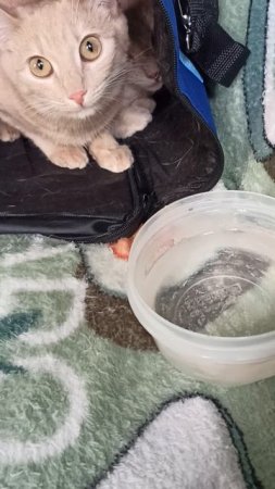 Вот так наши кошки ехали на дачу 😊
