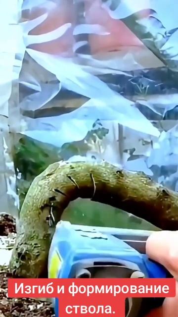 Лайфхак: Как создать изгиб ствола у взрослого дерева #g смотреть онлайн