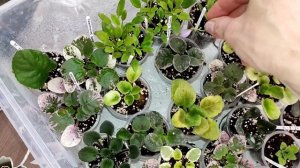 Теплички для выращивания фиалок. Размножение фиалок п