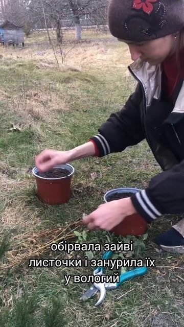 Живцюємо бересклет та форзицію смотреть онлайн