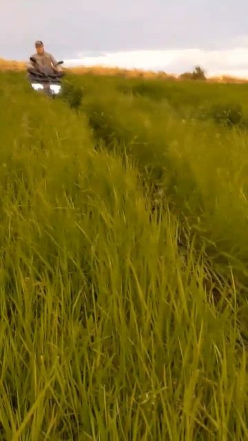 По высокой траве #квадроцикл #hamer #shorts смотреть онлайн