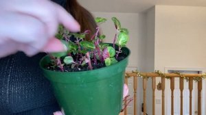 Ирезине - уход и размножение