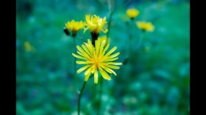 Первый цветок после войны (Suno Ai)