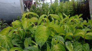 Вейгела Lime Monster