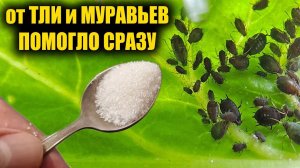 🐜 Тля и муравьи больше не вернутся! Мой проверенный метод без химии