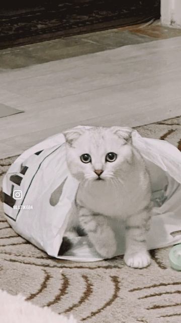 Всем привет 🫶🏼Я Лютик я вислоухий шотландец 🐈Надею
