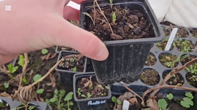 Крупнолистные гортензии. Как перезимовали в парничке смотреть онлайн