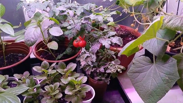 Можно ли вырастить томаты зимой на подоконнике. Резул? смотреть онлайн