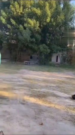 Питарда в штанах балетмейстера
