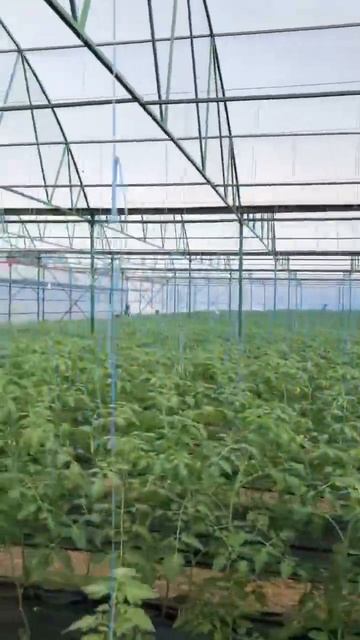 Томат растёт #томатныйсок #производство #аджика #фабри смотреть онлайн
