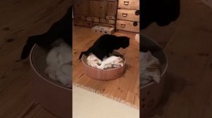 подборка котиков 🐈
