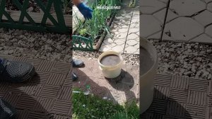 Добавьте это в золу и она станет в 100 раз эффективней