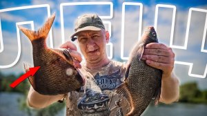 Как поймать леща в незнакомом месте. Фокусы с фидером. Рыбалка на реке Татьянка