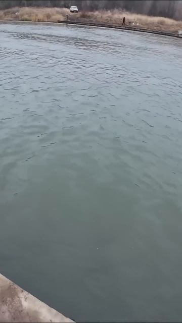 Надо менять НАПАРНИКА!!!! #рыбалка #fishing #мормышка #окун смотреть онлайн