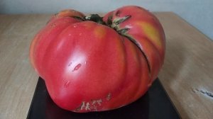 ТОМАТ ВЕЛЬМОЖА-САЖАТЬ-НЕ САЖАТЬ!