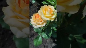 Роза "Гравитация". Роза Премиум Класса