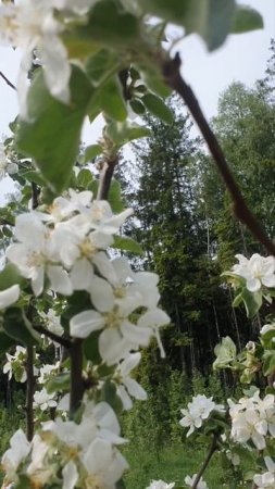 Яблони в цвету