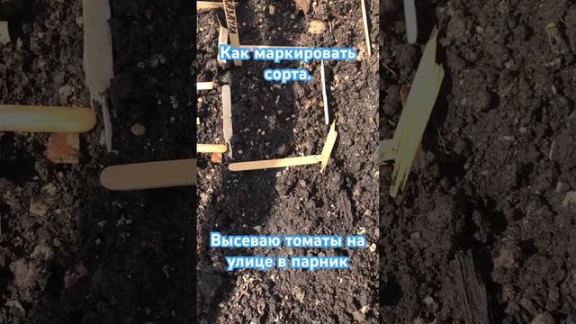 Посев томатов #посевсемян #посевтоматов #огород #гряд? смотреть онлайн