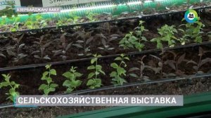 На крупнейшей сельхозвыставке в Баку презентовали др?