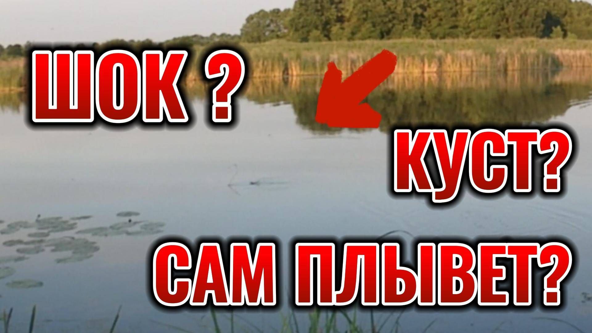 Шок! Плавающие разумные кусты появились в водоемах нижегородской области. Снято на видео