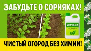Огород Рос Как на Дрожжах — Попробовал Agroformula!