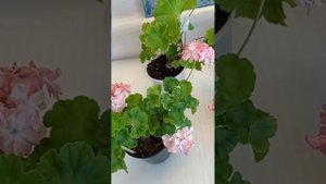 Сортовые пеларгонии в жару. Ю Кариока, Леона галактика