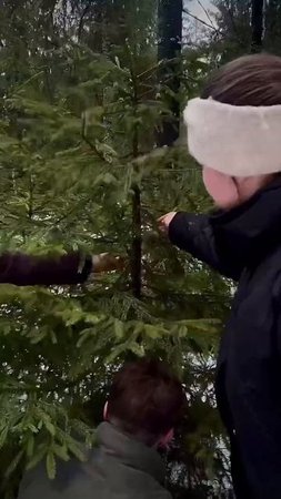 Как бесплатно получить елку в ЛО🎄«Елка в каждый дом»