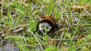 Земляной Шмель, наблюдение в Великом Новгороде, 5 июня 2025