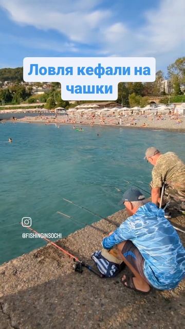 Как ловить кефаль? Ловля кефали на чашки. #shorts #море #ке? смотреть онлайн