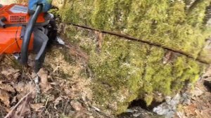 Валка гнилого дуба /// Бензопилой Husqvarna 555 /// всё пошло н?