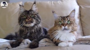 ✔ 5 причин не заводить мейн-куна