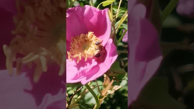 шмель жизнь ПЧЕЛЫ -дорога цветов