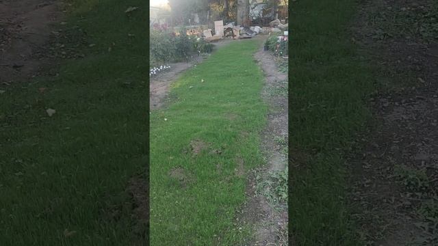 Газон из мятлика и красной овсяницы через 2 недели пос смотреть онлайн