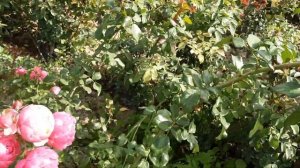 Роза Помпонелла - Питомник Роз Полины Козловой rozarium.biz